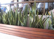 Kwikfynd Indoor Planting
woronoraheights