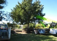 Kwikfynd Tree Management Services
woronoraheights